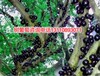 贺州市台湾嘉宝果9年树价格嘉宝果盆栽