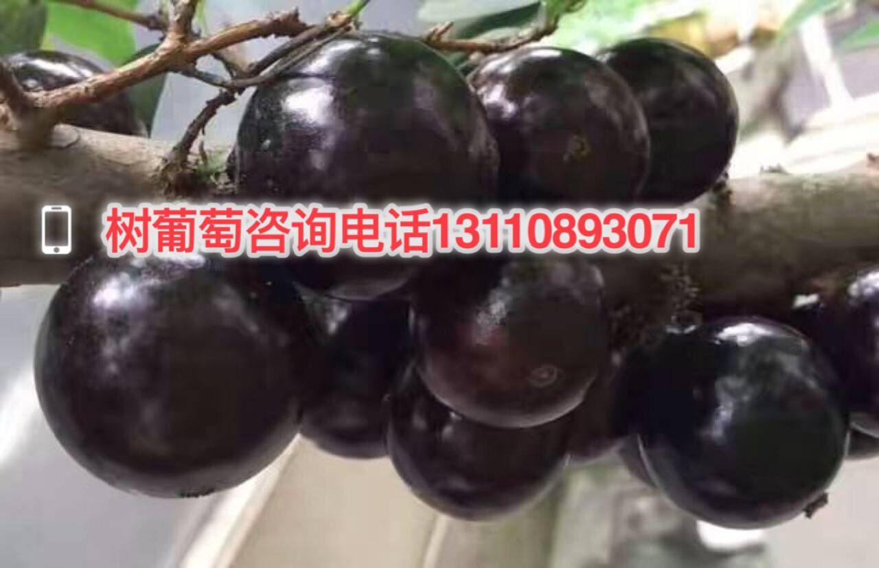 广西壮族自治区崇左市益达合作社树葡萄小苗有卖树葡萄小苗日常