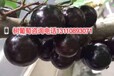 分宜县台湾树葡萄分宜县台湾树葡萄厂家销售