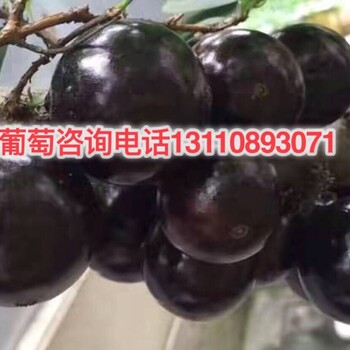 西藏自治區(qū)林芝地區(qū)樹葡萄樹苗銷售信息樹葡萄樹苗分銷商