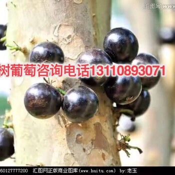 遼寧省錦州市樹(shù)葡萄苗木代理商樹(shù)葡萄苗木哪里賣(mài)