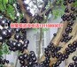 安徽省滁州市嘉宝果结果树简介嘉宝果结果树制造商