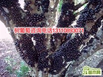 湖南省张家界市嘉宝果的盆栽种植方法基地介绍图片2