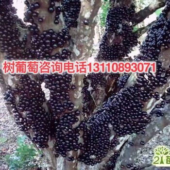 新疆哈密地區(qū)益達(dá)合作社樹葡萄7年樹生產(chǎn)樹葡萄7年樹的作用