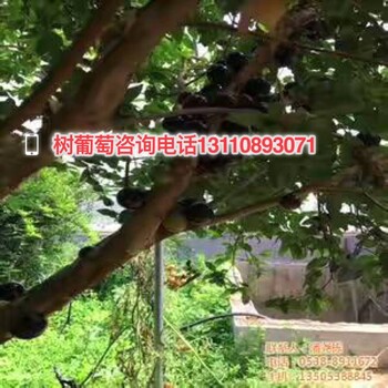 貴州省六盤水市樹葡萄酒多少錢質(zhì)量好的