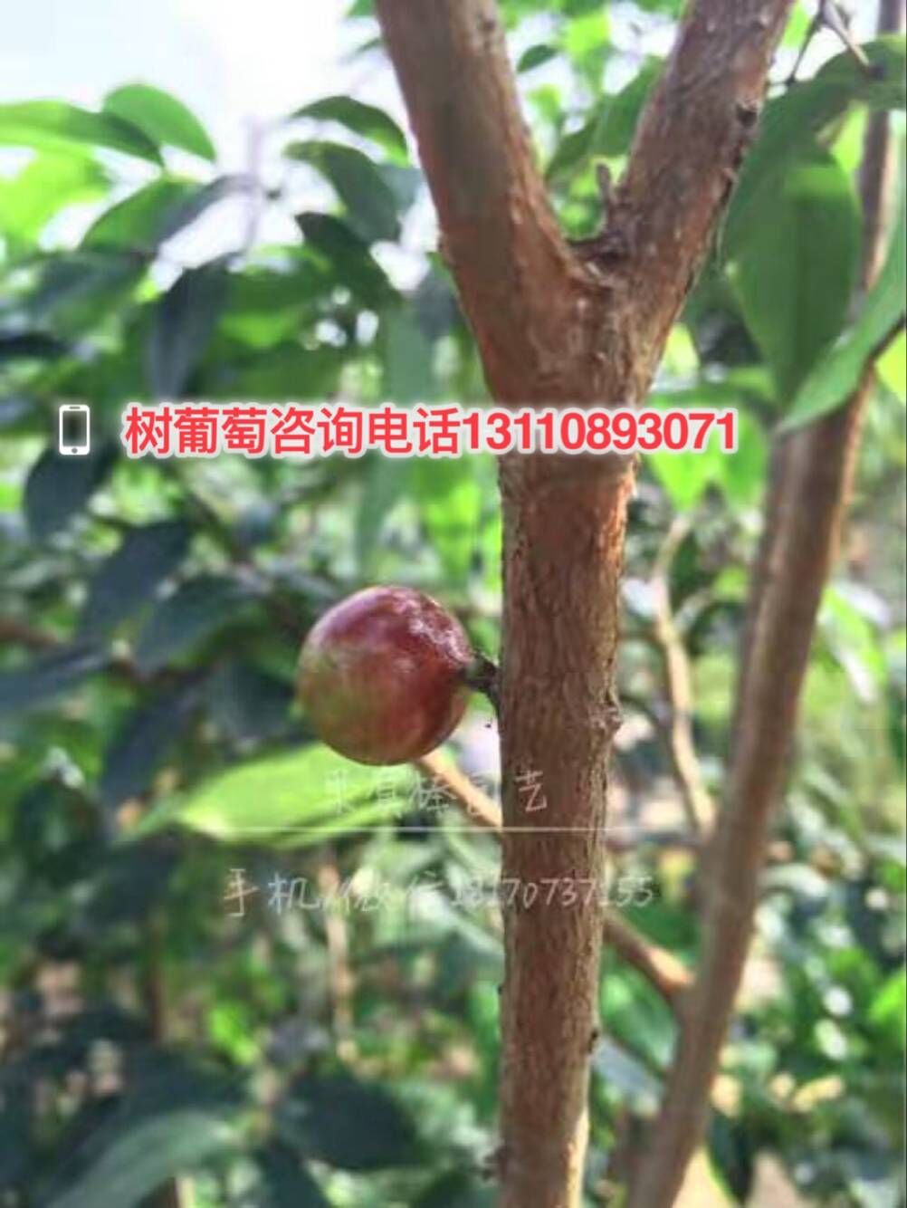 安徽省黄山市嘉宝果大树生产基地嘉宝果大树哪个厂家口碑好