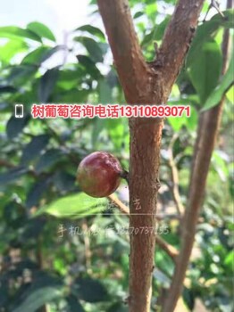 龍馬潭區(qū)樹葡萄沙巴嘉寶果苗龍馬潭區(qū)樹葡萄沙巴嘉寶果苗簡介