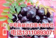 惠州市树葡萄挂果树嘉宝果寿命多少年