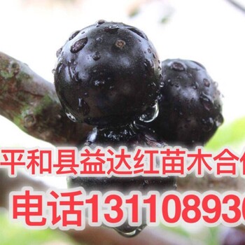 蓬溪縣樹葡萄種植環(huán)境蓬溪縣樹葡萄種植環(huán)境行情