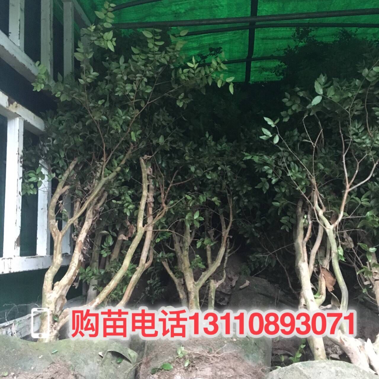 內自治區(qū)鄂爾多斯市嘉寶果種苗廠商 嘉寶果種苗價格低