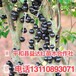 湖南省邵阳市益达合作社树葡萄苗供求网树葡萄苗的作用