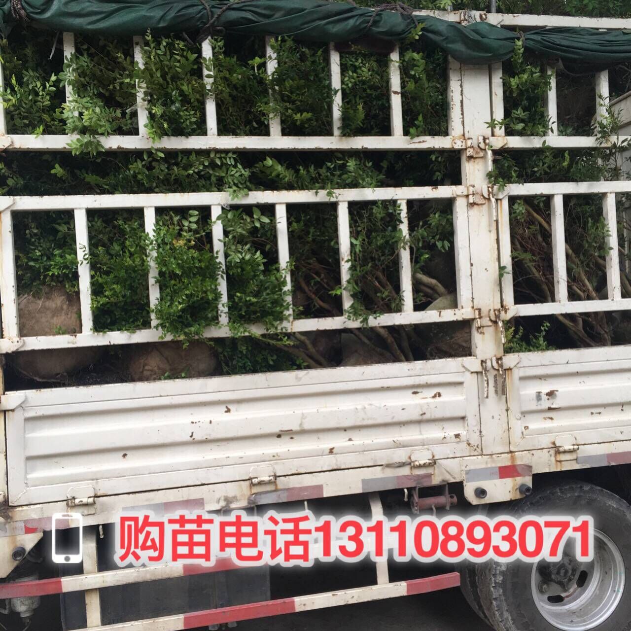 遼寧省錦州市樹葡萄苗木代理商樹葡萄苗木哪里賣