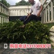 新疆喀什地区台湾嘉宝果的危害台湾嘉宝果生产基地