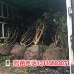 郴州市经期可以吃嘉宝果吗种植条件图片4