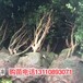 湖南省永州市益达合作社台湾树葡萄求购台湾树葡萄企业列表