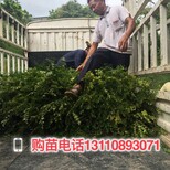 郴州市经期可以吃嘉宝果吗种植条件图片3