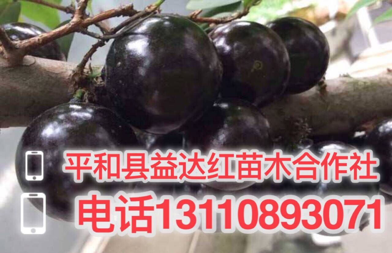 杭州市四季嘉宝果树苗 当年结果培植