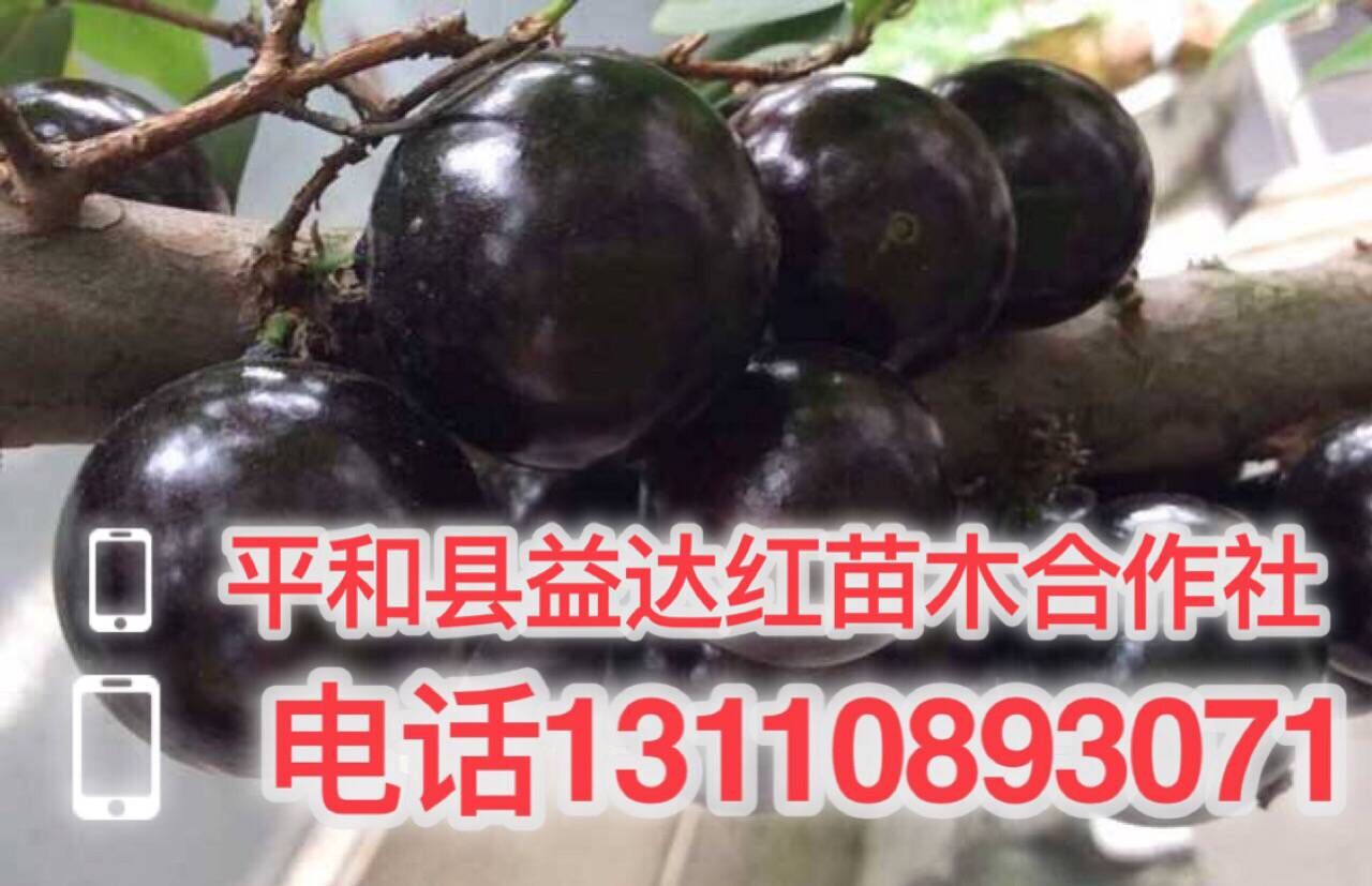 湖州市嘉宝果什么季节开花多少钱