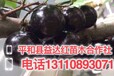 湖南省怀化市树葡萄果树盆栽质优价廉树葡萄果树盆栽哪个品种好.