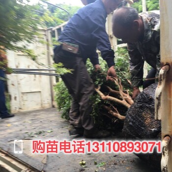 韶關市樹葡萄苗木嘉寶果苗紅妃