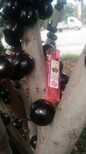 梅州市嘉宝果泡酒作用制作图片2