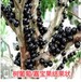 扬州市树葡萄嘉宝果水果包邮新鲜用途