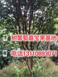 郴州市经期可以吃嘉宝果吗种植条件图片5