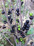 广西壮族自治区北海市树葡萄果树培植求购信息图片5