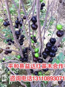 源城区树葡萄嘉宝果树苗价格厂商树葡萄树苗嘉宝果果果