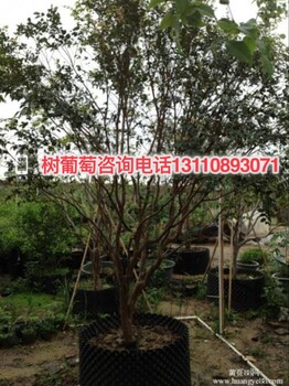 龍巖市新羅區(qū)樹(shù)葡萄怎么泡酒?使用說(shuō)明