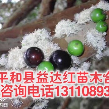 湛江市坡头区优惠八折台湾树葡萄苗哪里有卖多少钱