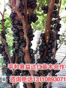 芒康縣嘉寶果一般幾年才能結(jié)果選購