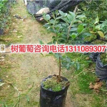 杭州市西湖区优惠八折台湾树葡萄多少钱一颗生产