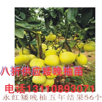 丰都县彭永红矮晚柚选用