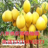 丰都县彭永红矮晚柚选用图片4