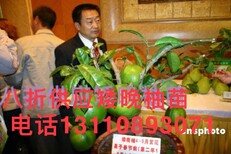 丰都县彭永红矮晚柚选用图片5