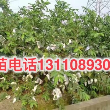 佛山市禪城區(qū)臺灣芭樂苗種植缺點