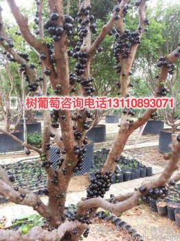 煙臺(tái)市招遠(yuǎn)市樹葡萄栽培技術(shù)注意事項(xiàng)