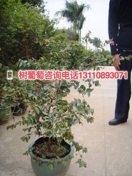 白銀市景泰縣樹葡萄要幾年結(jié)果種植缺點(diǎn)