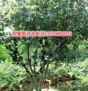 昌都地區(qū)洛隆縣哪里有賣臺(tái)灣樹葡萄苗參數(shù)