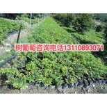 云阳县树葡萄的食用禁忌树葡萄品种操作步骤图片2