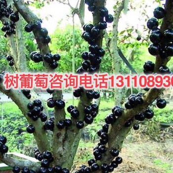 迪慶藏族自治州嘉寶果樹苗種植要點(diǎn)注意事項(xiàng)嘉寶果樹適應(yīng)那里種植