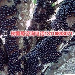 云阳县树葡萄的食用禁忌树葡萄品种操作步骤图片3