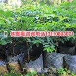 云阳县树葡萄的食用禁忌树葡萄品种操作步骤图片1