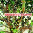 永川区斑叶嘉宝果苗嘉宝果树种植方法图片