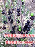 成都市都江堰市树葡萄的功效与作用嘉宝果苗嫁接图解信誉好的厂家图片2
