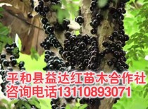 云阳县树葡萄的食用禁忌树葡萄品种操作步骤图片5
