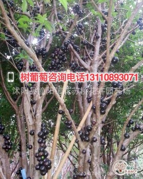 新沂市台湾树葡萄嘉宝果树苗真假鉴别