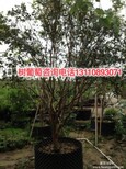 云阳县树葡萄的食用禁忌树葡萄品种操作步骤图片0