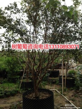 云阳县树葡萄的食用禁忌树葡萄品种操作步骤